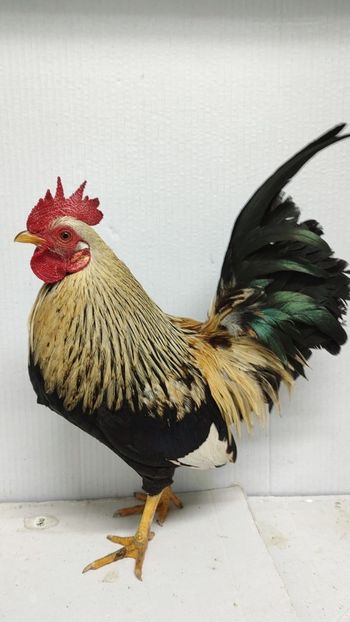  - De vanzare gainuse mi de flori