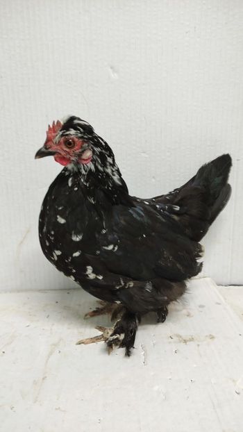  - De vanzare gainuse mi de flori