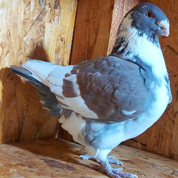 M 2023 - 6--- Perechi AGH Matca 2025