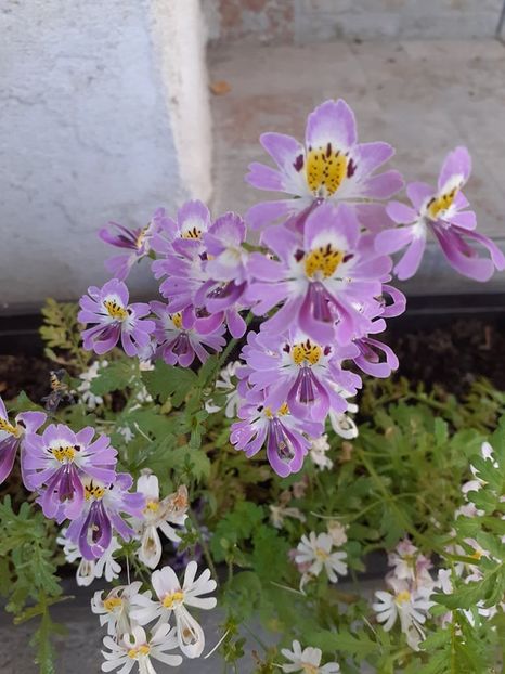 - 0 PLANTE PERENE SI ARBUSTI
