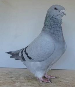 M 2022 Cocosel - Top ten 2023