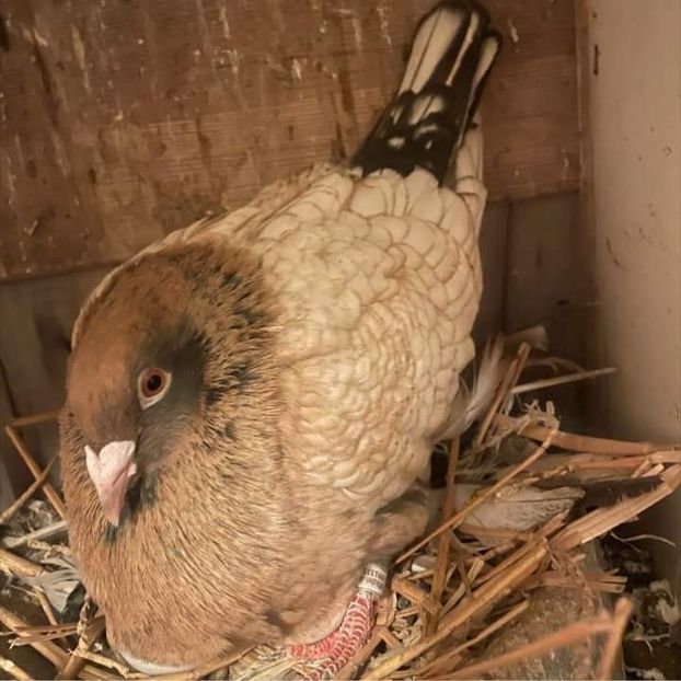  - Nu îmi aparțin 7