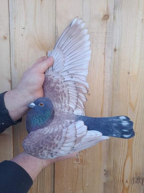  - Nu îmi aparțin 7