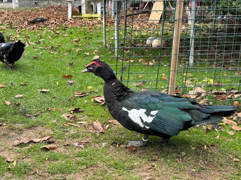 P1 - b - Rate lesesti 2024