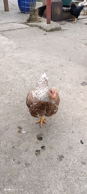  - Combatant indian mare