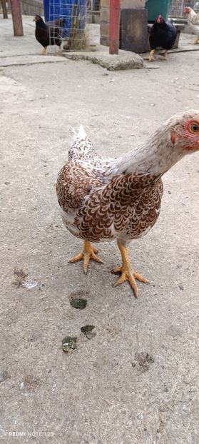  - Combatant indian mare