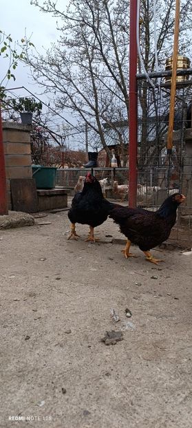  - Combatant indian mare