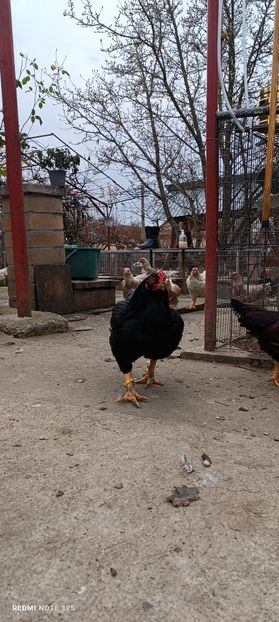  - Combatant indian mare