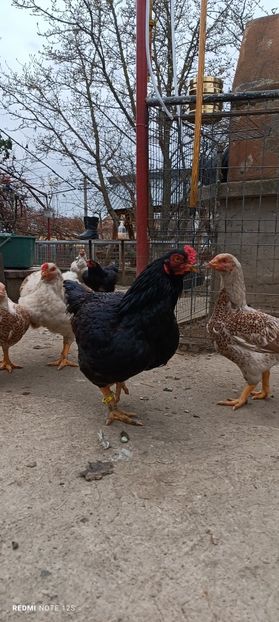  - Combatant indian mare