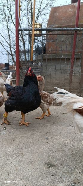  - Combatant indian mare