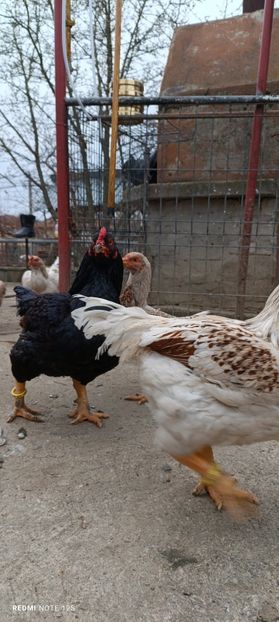  - Combatant indian mare