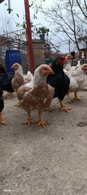  - Combatant indian mare