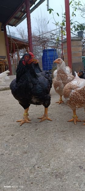  - Combatant indian mare