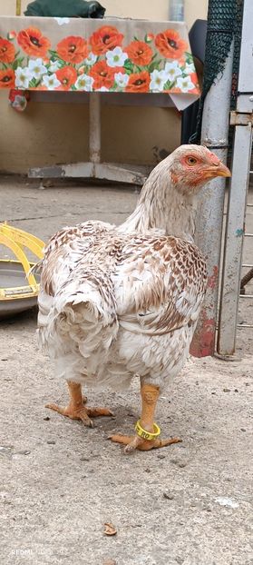  - Combatant indian mare