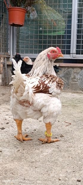  - Combatant indian mare