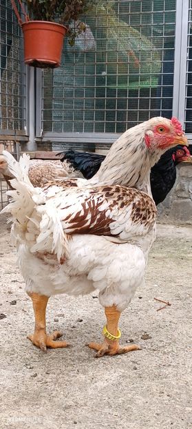  - Combatant indian mare