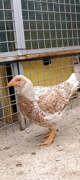  - Combatant indian mare