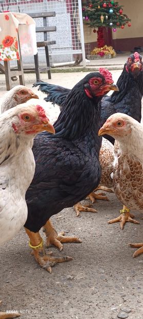  - Combatant indian mare