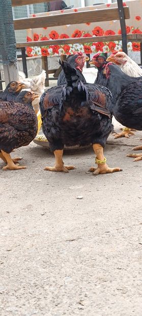  - Combatant indian mare