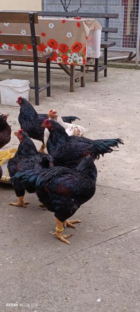  - Combatant indian mare