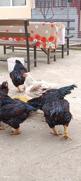  - Combatant indian mare