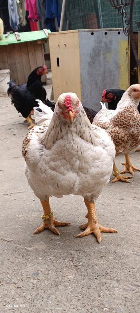  - Combatant indian mare