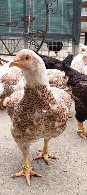  - Combatant indian mare