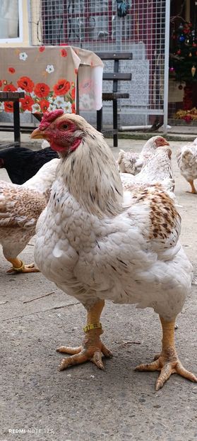  - Combatant indian mare