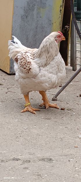  - Combatant indian mare