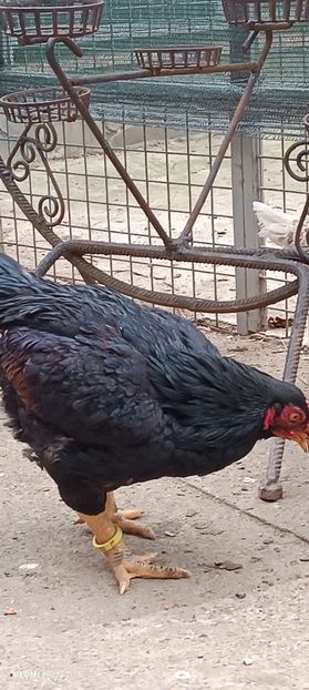  - Combatant indian mare