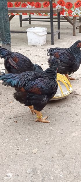  - Combatant indian mare