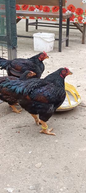  - Combatant indian mare