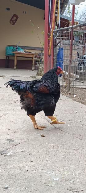  - Combatant indian mare