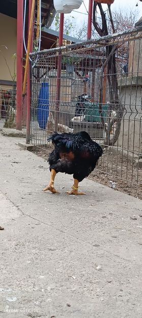  - Combatant indian mare