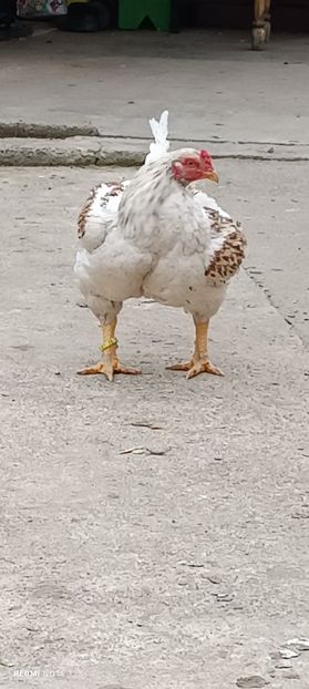  - Combatant indian mare