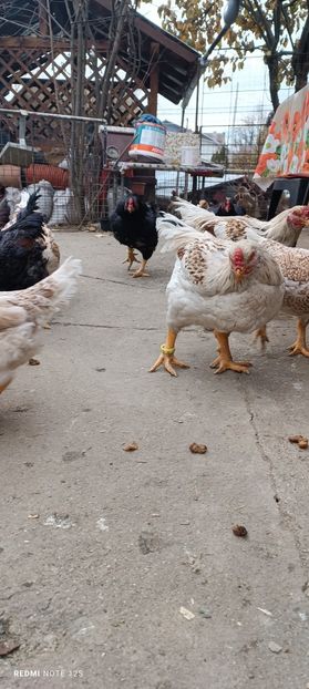  - Combatant indian mare