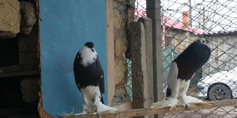 received_1085776179436854 - Gușați meii