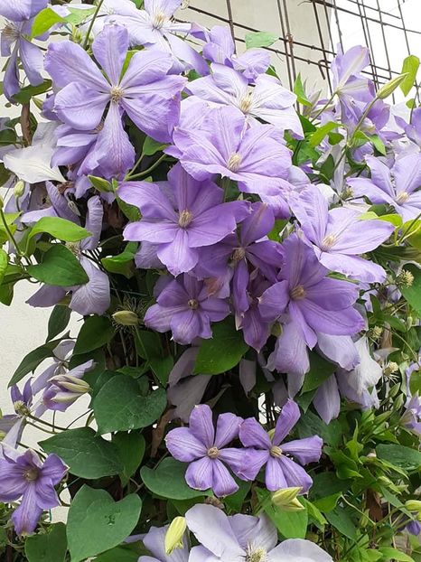  - 0 Clematis cholmondeley grupa B 2018 cumparata ca fiind blue explosion