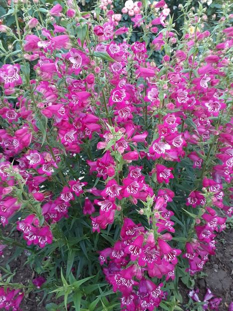  - 0 Penstemon Harlequin Magenta!