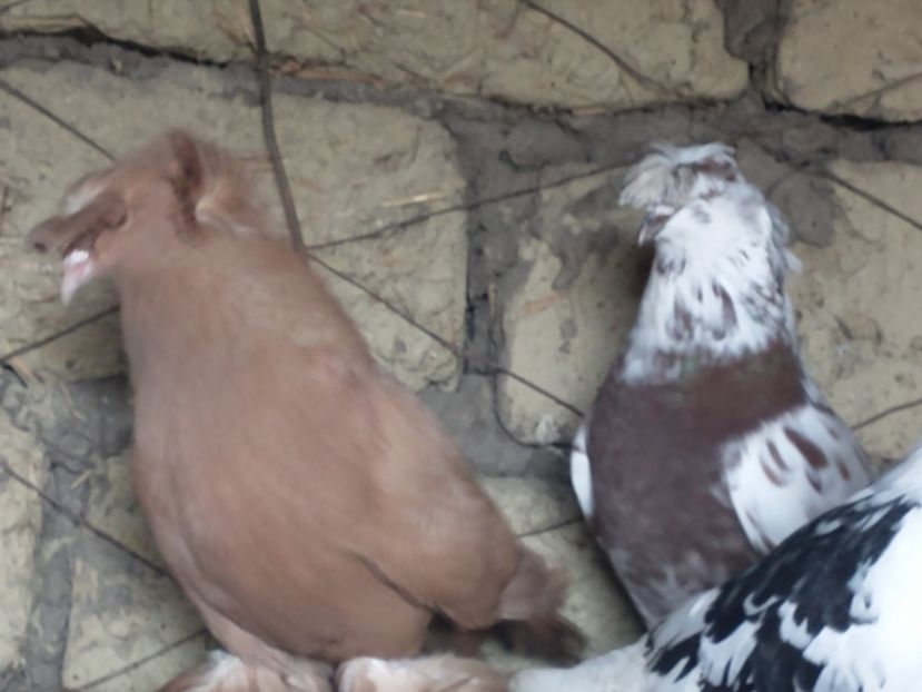  - Toboșari de buhara