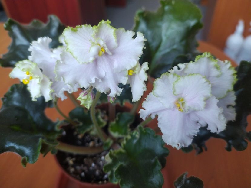 9 ianuarie 2024 - EK Izumrudnoe Kruzhevo