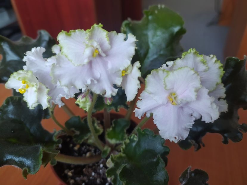 9 ianuarie 2024 - EK Izumrudnoe Kruzhevo