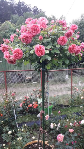  - - ROSARIUM UETERSEN -
