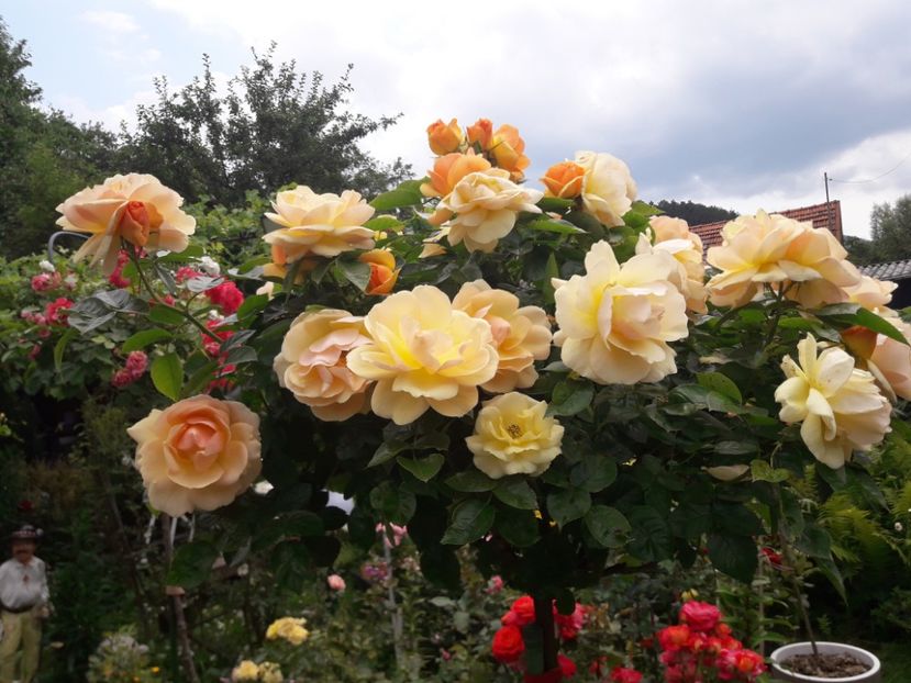  - - HANSESTADT ROSTOCK -