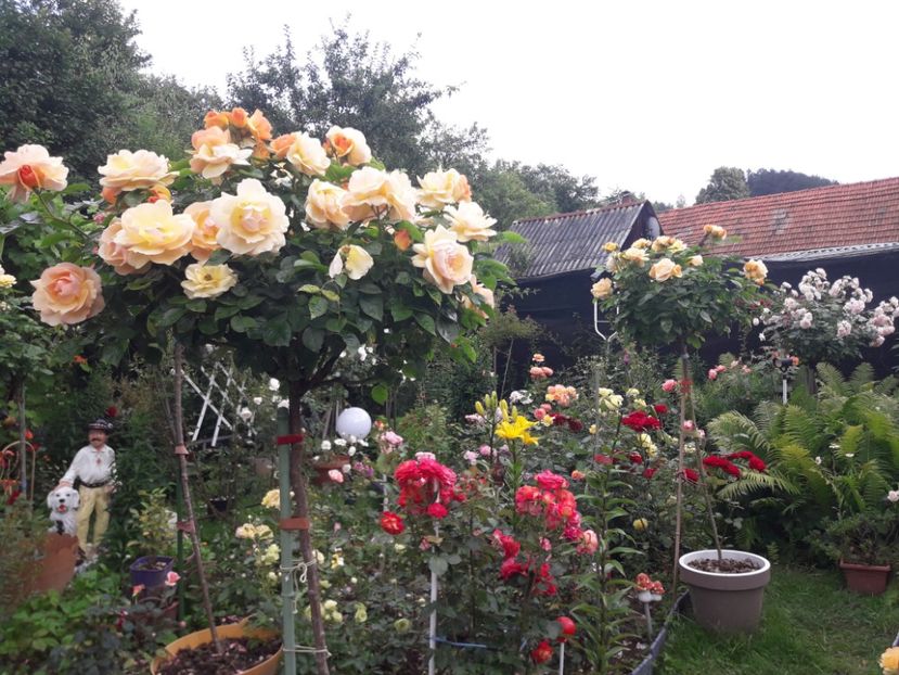  - - HANSESTADT ROSTOCK -