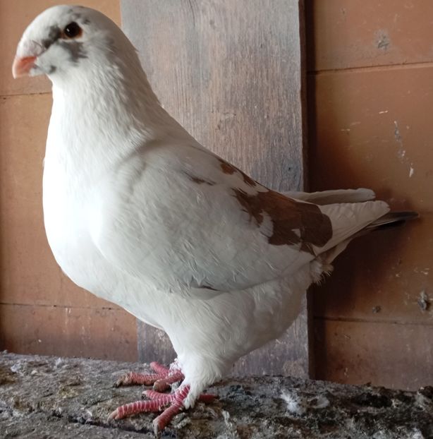  - Agh vanduti 2019-2020-2021-2022-2024 2025