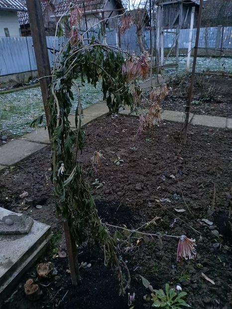 Img.2023.12.23 - Grădina mea de la țară