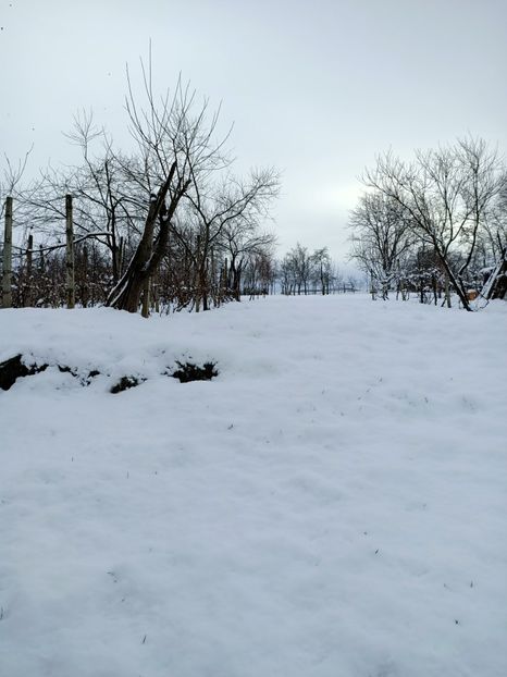 Img.2023.12.24 - Grădina mea de la țară