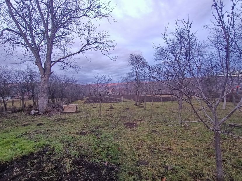 Img.2024.01.04 - Grădina mea de la țară