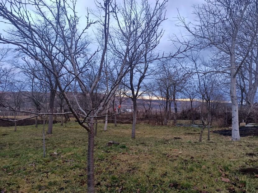 Img.2024.01.04 - Grădina mea de la țară